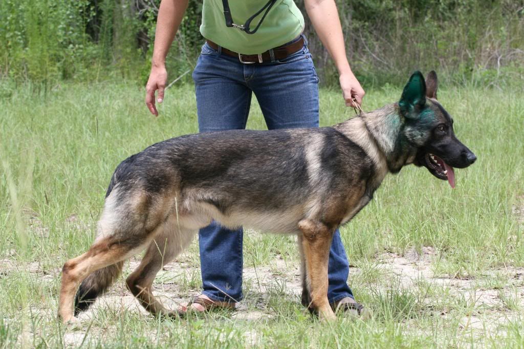 croup? withers? need help understanding German Shepherd Dog Forums